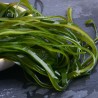 ALGA KELP KOMBU EN TIRITAS 100G JINHAILIN